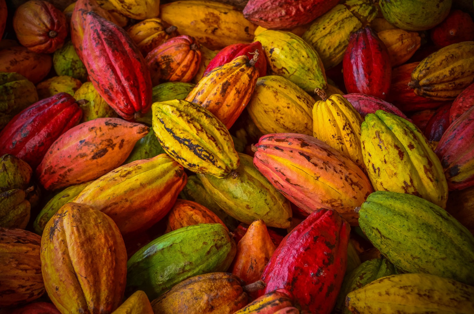 The Difference Between Cocoa and Cacao